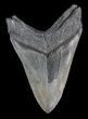 Serrated, Megalodon Tooth - South Carolina #41142-2